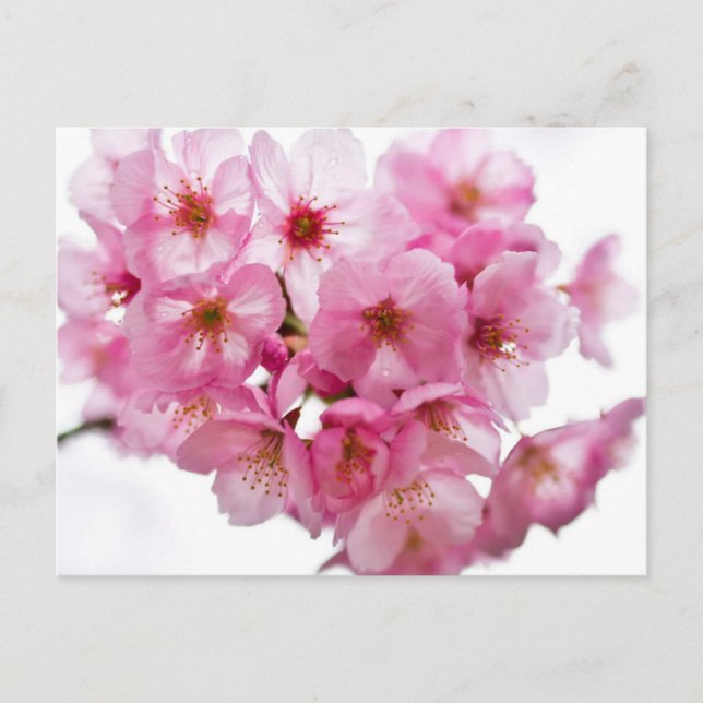 Kyoto-mörker: Lantern-Lit Sakura Vykort (Framsida)