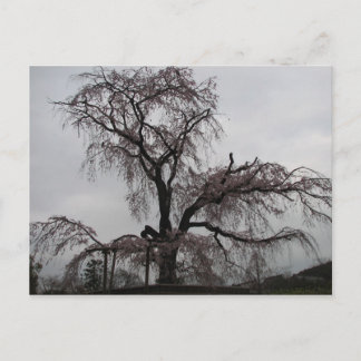 Kyoto Sakura Träd, Japan Vykort