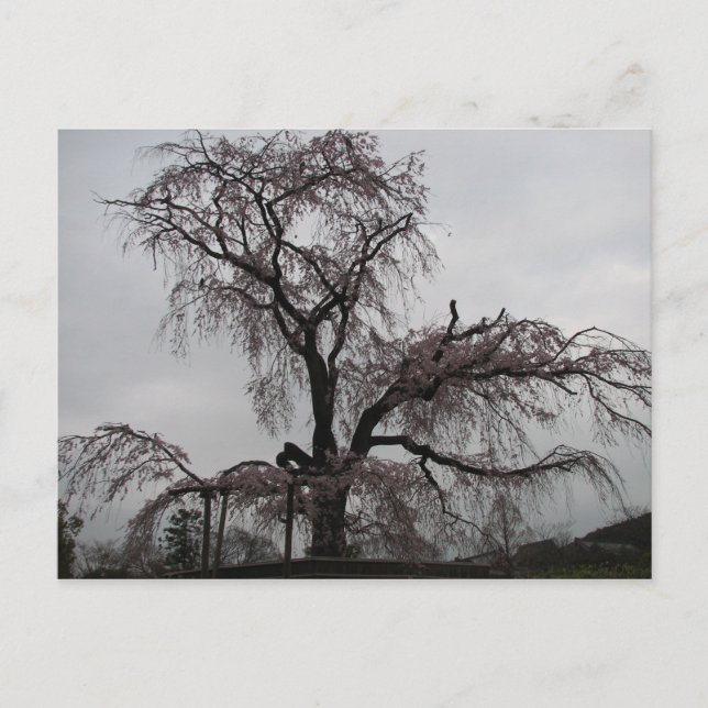 Kyoto Sakura Träd, Japan Vykort (Framsida)