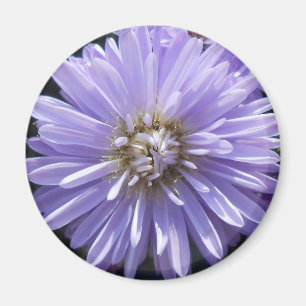 Kyrene Magnet