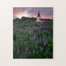 Kyrkan i Fält i Lupine Wildblommor i Islandet