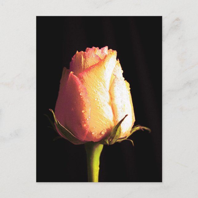 Kyss av regn vykort (Framsida)