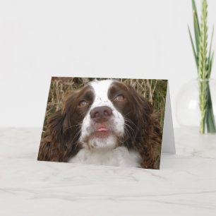 Kyss - kort för hälsning för Spaniel för engelsk