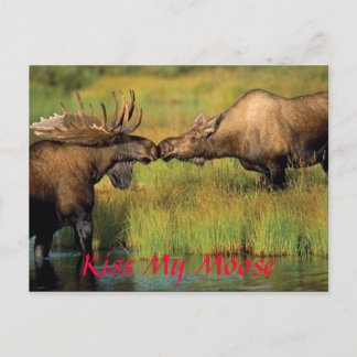 kyss min mosa, Kiss My Moose Vykort