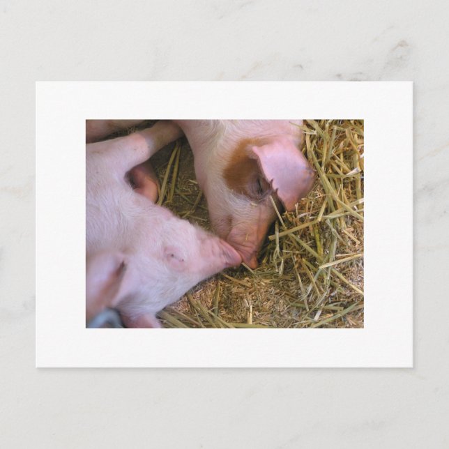 Kyss Vykort (Framsida)