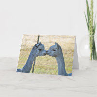 Kyssande Alpacas på ett Frameable konstkort