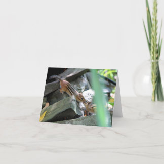 Kyssande jordekorrar kort