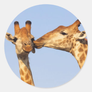 Kyssen Runt Klistermärke