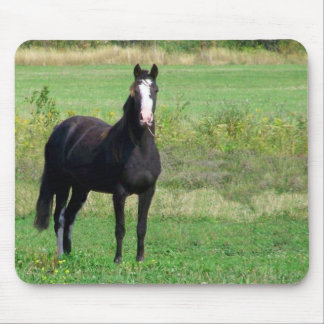 Kyssmusen vadderar musmatta