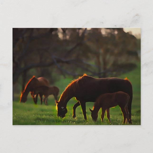 Kysst sol vykort (Framsida)