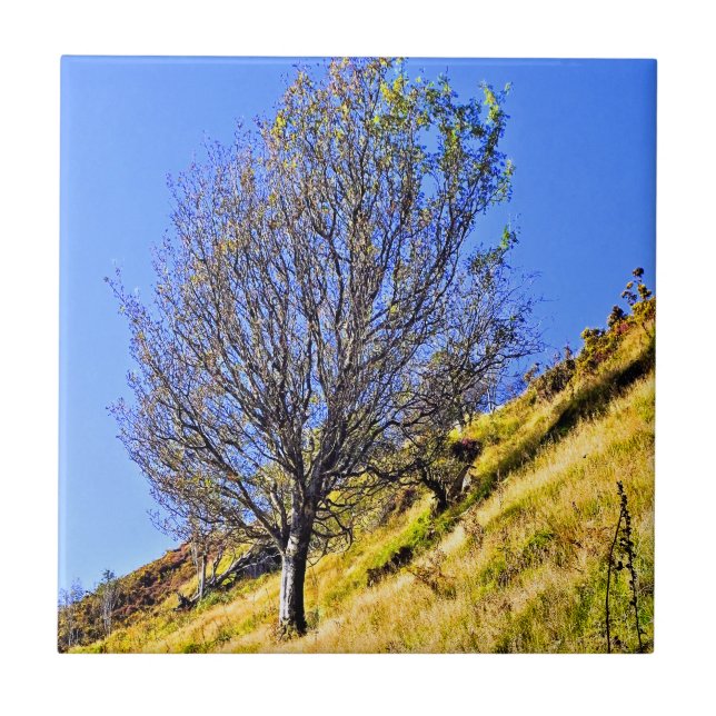 L0NE TRÄD KAKELPLATTA (Framsidan)