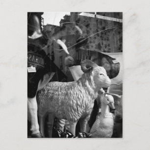 La Campagne à Paris rue Daguerre Sheep-vykort Vykort
