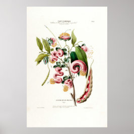 La Chevelure Des Amazone Rosa Botanique Amerique Poster