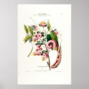 La Chevelure Des Amazone Rosa Botanique Amerique Poster