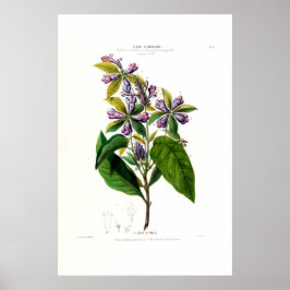 La Croix De Malte-Vintagen Botanic Flore D Ameriqu Poster