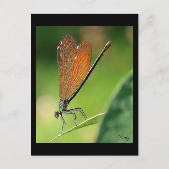 La demoiselle vykort (Framsida)