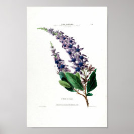 La Fleur De St.Jean Lila Blommigt Amerique Botanic Poster