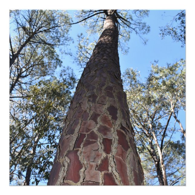 La Gerche Ponderosa Gräs Fotoutvidgning Fototryck (Framsidan)