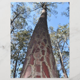 La Gerche Ponderosa Gräs Pappra Lakan