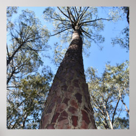 La Gerche Ponderosa Gräs Poster