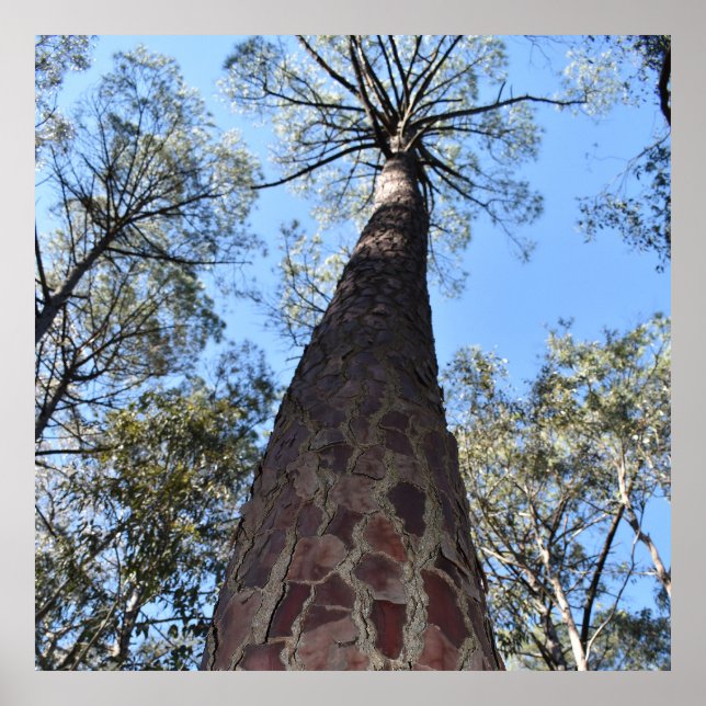 La Gerche Ponderosa Gräs Poster (Framsidan)