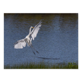 La grande aigrette fototryck