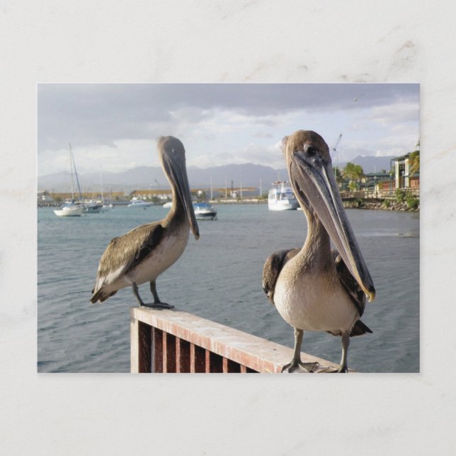 La Guancha en Ponce Vykort (Framsida)