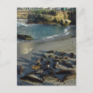 La Jolla Cove Beach Vågar Sand Sälar Vykort