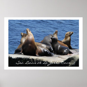 La Jolla Cove Sea Lejon Poster