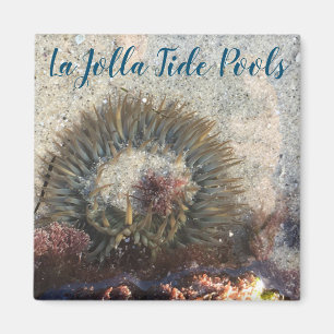 La Jolla Tide Bassäng Anemone Magnet