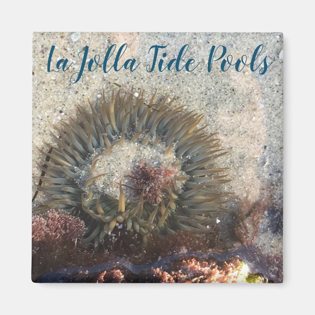 La Jolla Tide Bassäng Anemone Magnet (Framsidan)