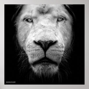 La lejon blanc - vit lejon poster