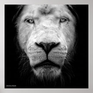 La lejon blanc - vit lejon poster