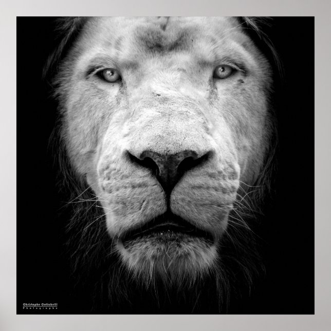 La lejon blanc - vit lejon poster (Framsidan)