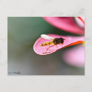 La mouche vykort