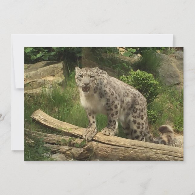 La panthère (Framsida)