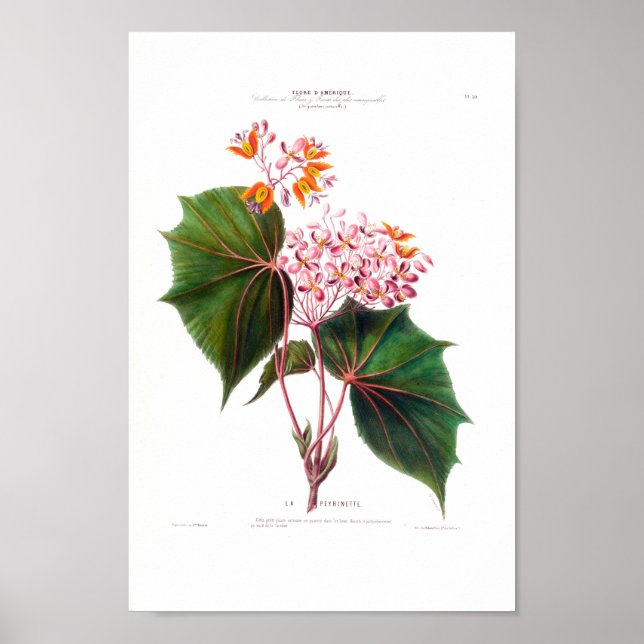 La Perinette Little Rosa Flowers Vintage Botanical Poster (Framsidan)