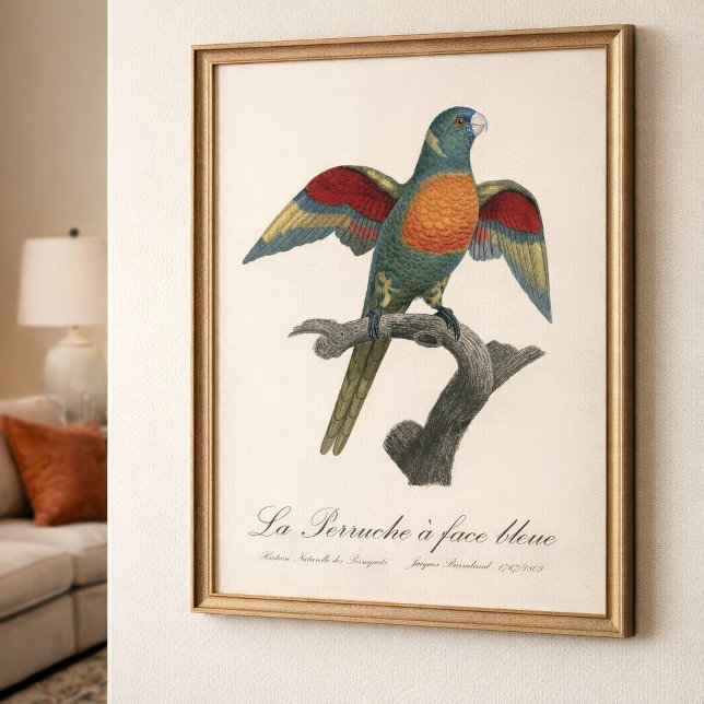 La Perruche a ansikte bleue Fototryck (Coconut Lorikeet, Trichoglossus haematodus. Photo Print)