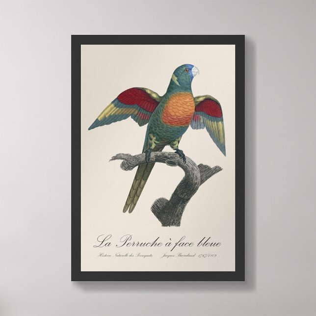 La Perruche a ansikte bleue Fototryck (Skapare uppladdad)
