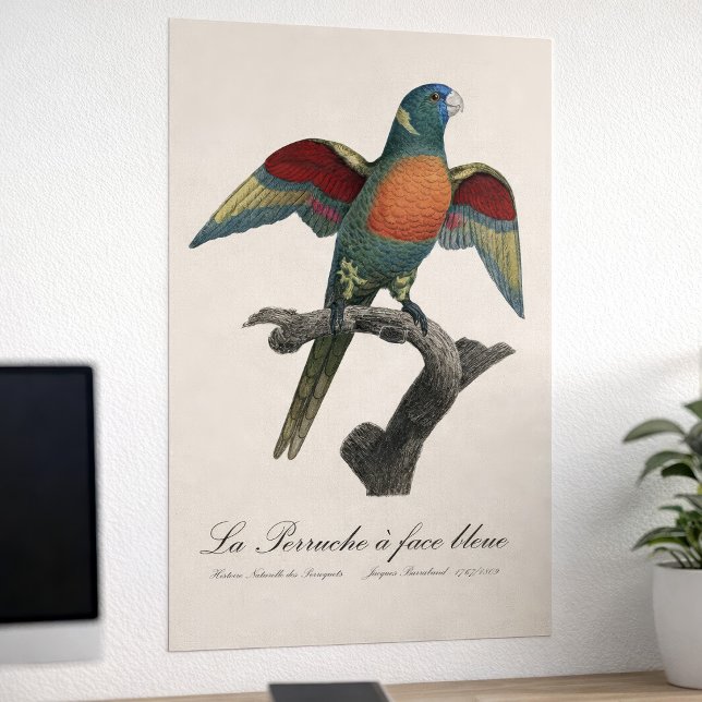 La Perruche a ansikte bleue Poster (Coconut Lorikeet, Trichoglossus haematodus. Poster)