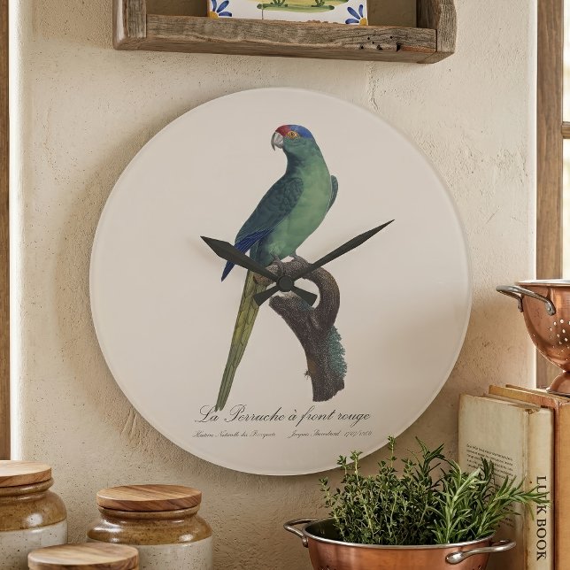 La Perruche a front rouge Stor Klocka (Orange-Fronted Parakeet, Eupsittula Canicularis. Large Clock)