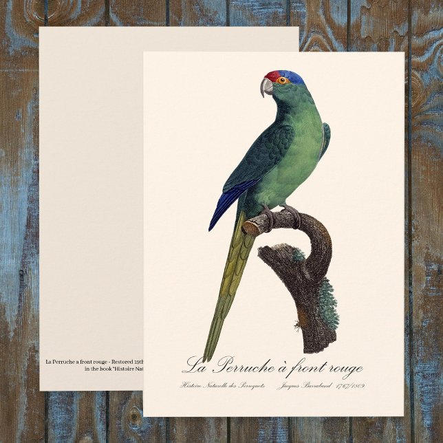 La Perruche a front rouge Tack Kort (Orange-Fronted Parakeet, Eupsittula Canicularis. Thank You Card )
