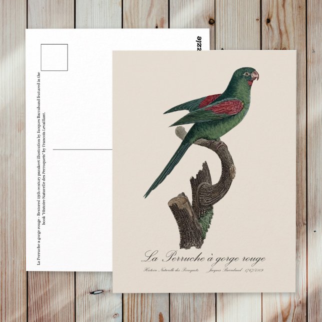La Perruche a gorge rouge Vykort (Orange-Chinned Parakeet, Brotogeris jugularis. Postcard)