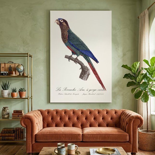 La Perruche Ara, med varierad strupe  Canvastryck (The Painted Parakeet, Pyrrhura Picta. Canvas Print )