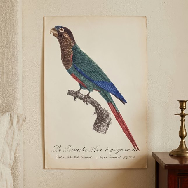 La Perruche Ara, med varierad strupe  Poster (The Painted Parakeet, Pyrrhura Picta. Poster)