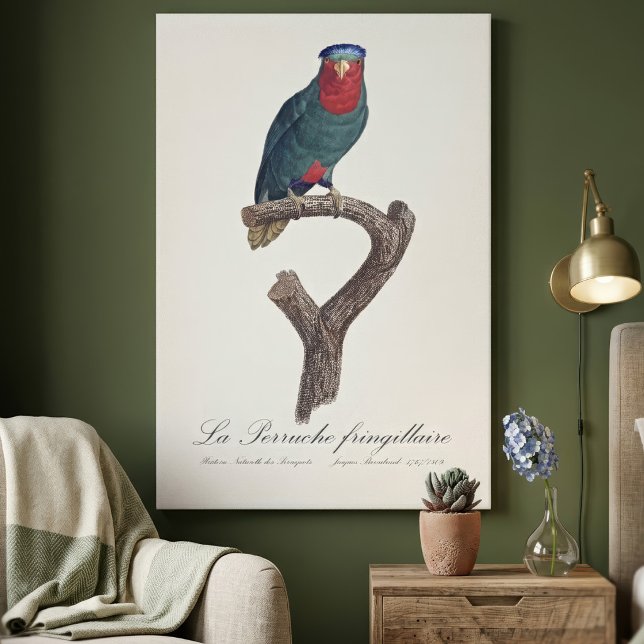 La Perruche fringillaire Canvastryck (Blue-Crowned Lorikeet, Vini Australis. Canvas Print)
