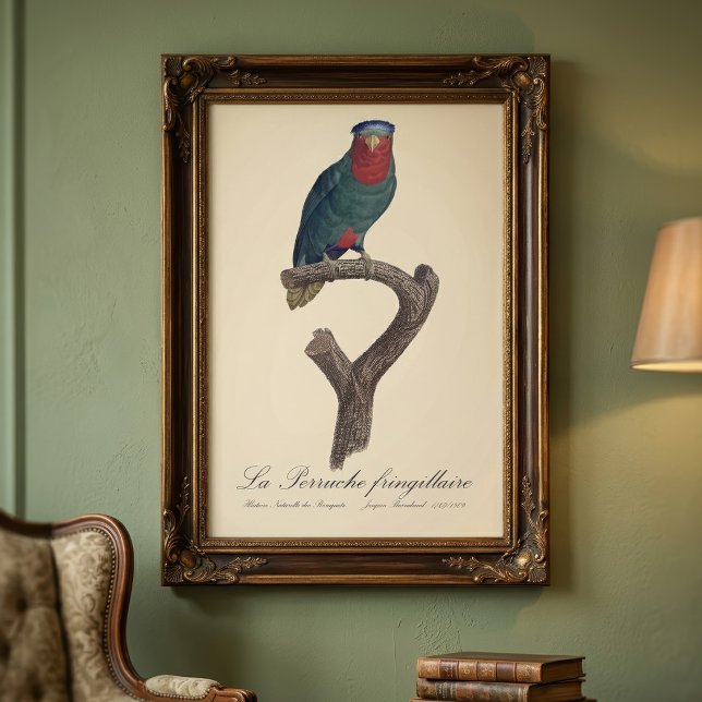 La Perruche fringillaire Fototryck (Blue-Crowned Lorikeet, Vini Australis. Photo Print)