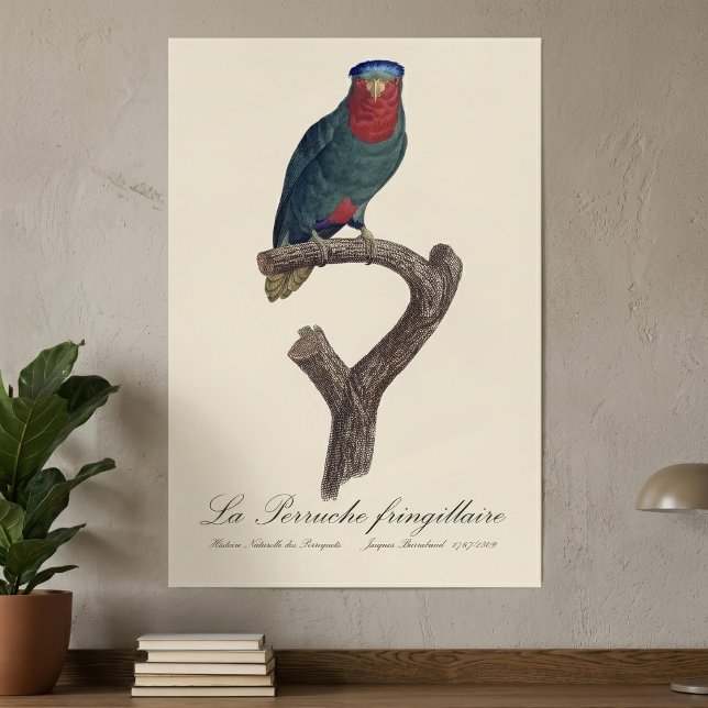 La Perruche fringillaire Poster (Blue-Crowned Lorikeet, Vini Australis. Poster)