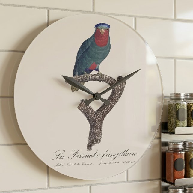 La Perruche fringillaire Stor Klocka (Blue-Crowned Lorikeet, Vini Australis. Large Clock)