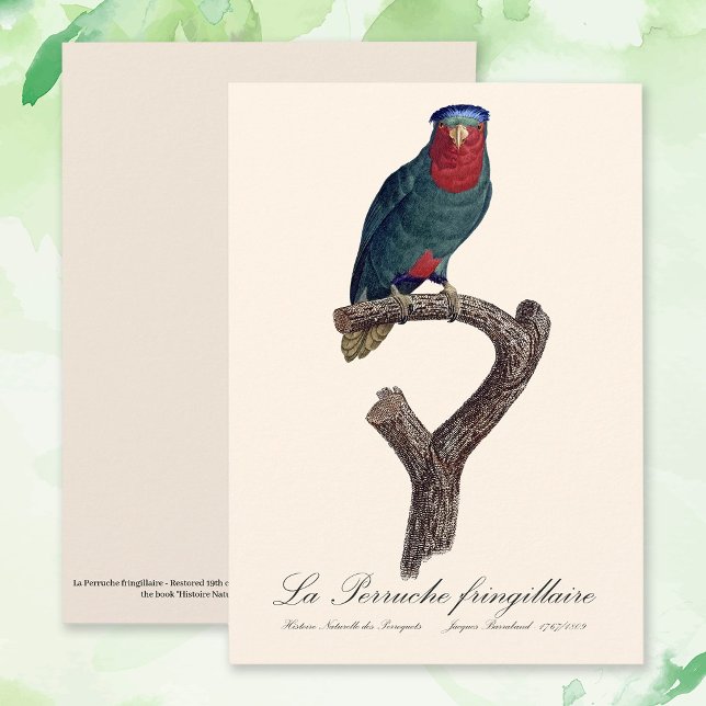 La Perruche fringillaire Tack Kort (Blue-Crowned Lorikeet, Vini Australis. Thank You Card)